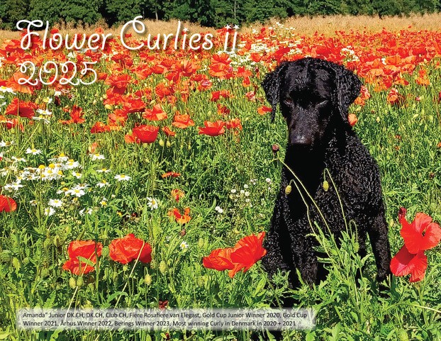 Calendar Cover "Flower Curlies II"